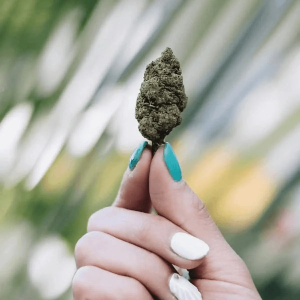 CBD szusz