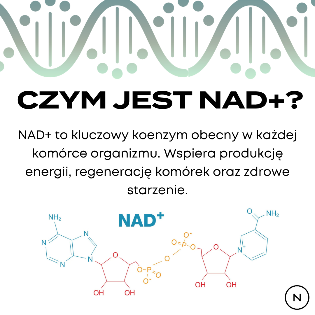 Infografika wyjaśniająca czym jest NAD+, jego rolę w produkcji energii, regeneracji komórek i zdrowym starzeniu.