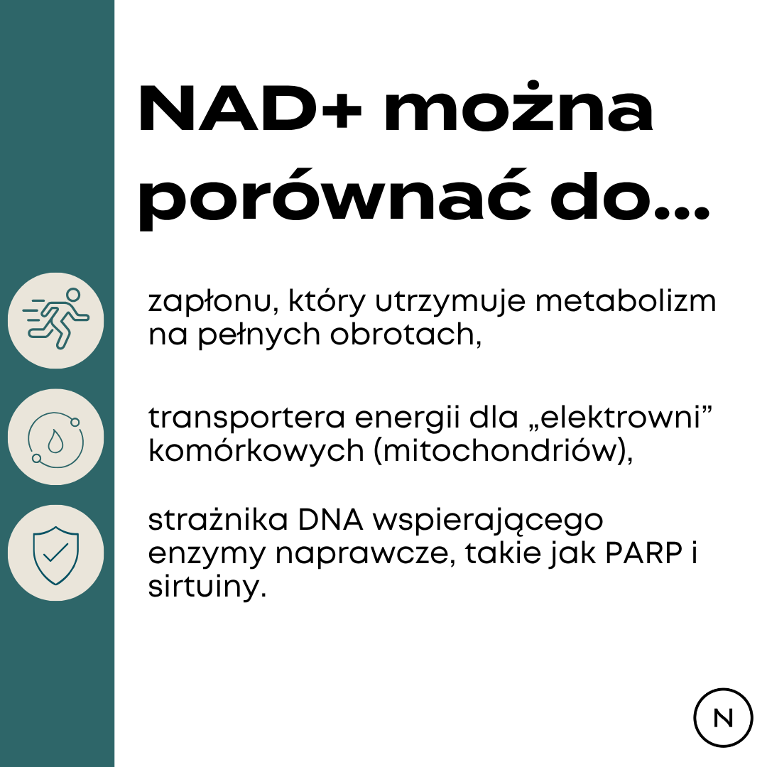 Infografika wyjaśniająca rolę NAD+ w organizmie poprzez porównanie do zapłonu, transportera energii i strażnika DNA.