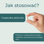 Jak stosować trans-resweratrol 500 mg – jedna kapsułka dziennie podczas posiłku