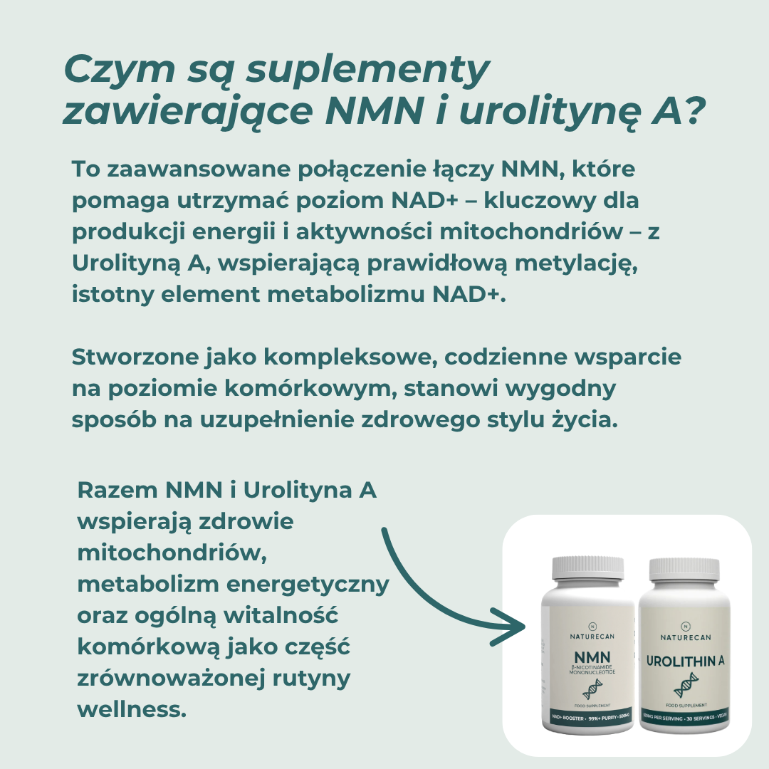 NMN i urolityna A co to jest suplementy na mitochondria i energia komórkowa