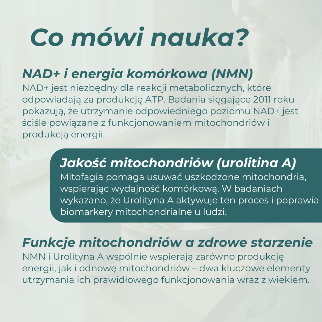 jak działa NMN i urolityna A – NAD plus, mitofagia i zdrowie mitochondriów