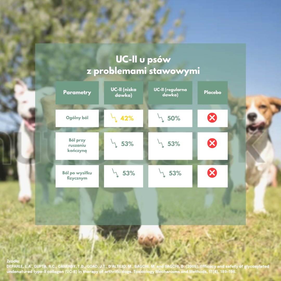 Wyniki badania nad UC-II u psów z dyskomfortem stawowym w porównaniu z placebo